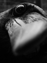 Hummingnerd's profile picture