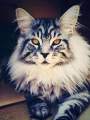 Shyzik's profile picture