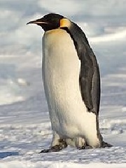 FoaMeA's profile picture