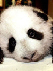 chelmianin's profile picture