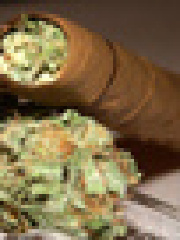 kush's profile picture