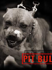 ipimpu's profile picture