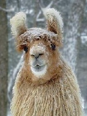 Ati_'s profile picture