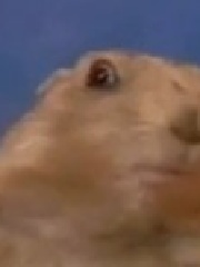 ANiMiZ3's profile picture