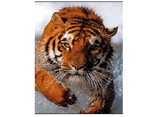 Grantino's profile picture