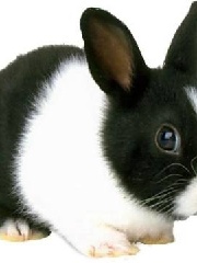 HankMoody's profile picture