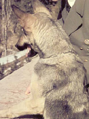 aztec's profile picture