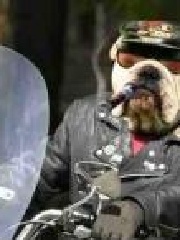 Poliisikoira's profile picture