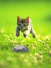 l0li's profile picture