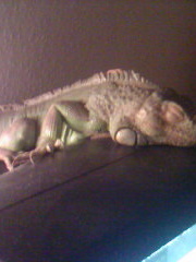 xcon's profile picture