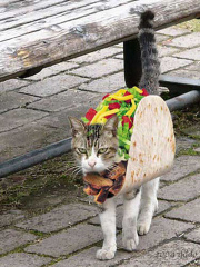 tacocat's profile picture