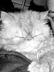 Nub's profile picture