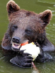 im a tree's profile picture