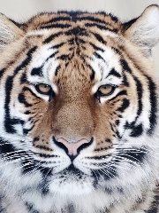 ZeYos' profile picture