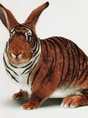 xedos' profile picture