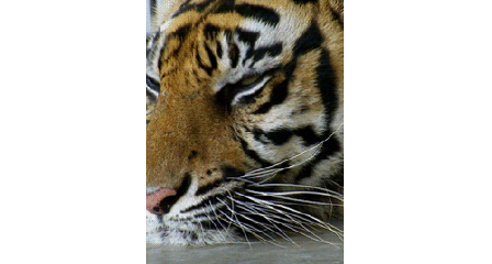 DrLagAlot's profile picture