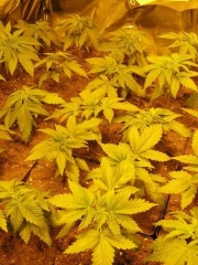 havenloods' profile picture