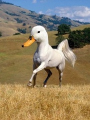 Dudinsky's profile picture