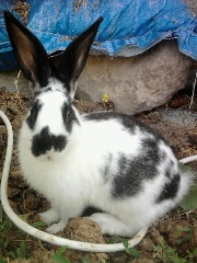 k0LPA's profile picture