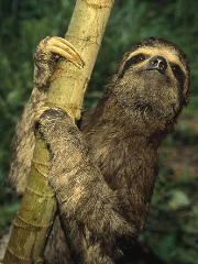 Clown's profile picture