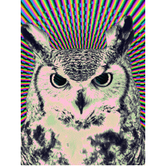 rapusti's profile picture