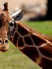 a1Rtj's profile picture