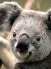 Atarax's profile picture